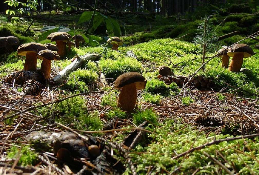 Las pełen grzybów. puzzle online