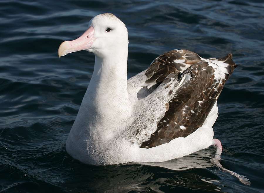 Albatros wędrowny puzzle