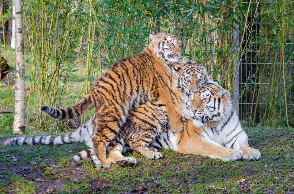 trzy tygrysy puzzle online