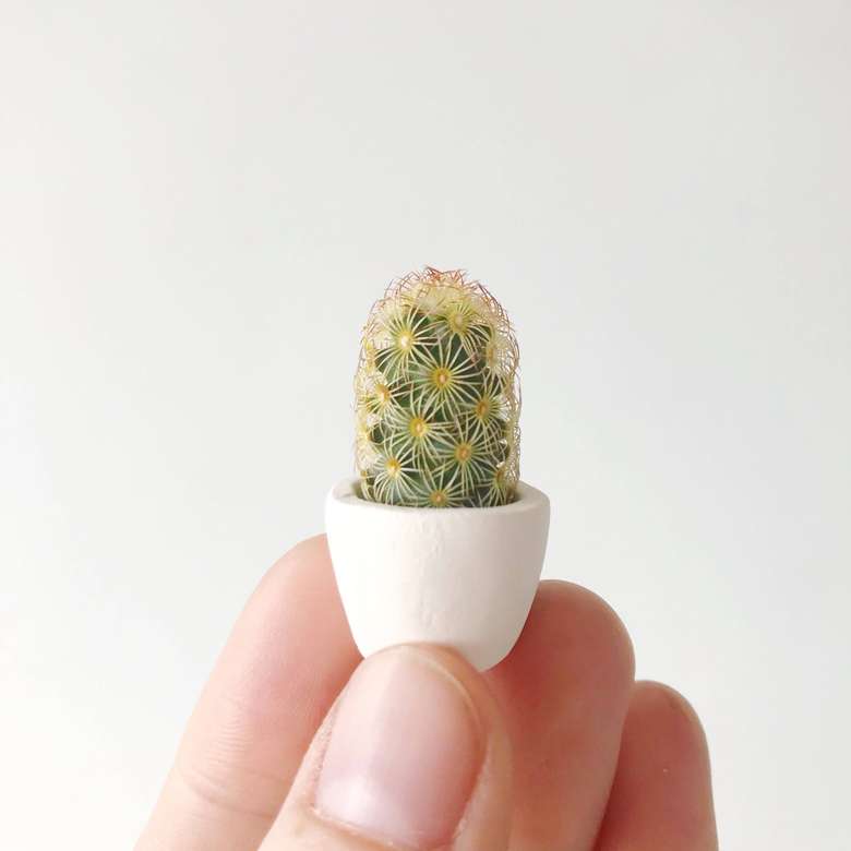 Mini kaktus puzzle online