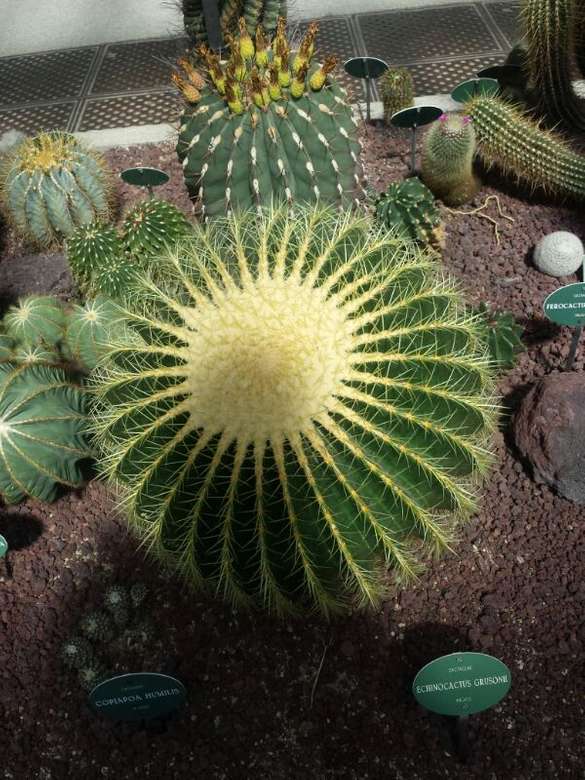 ekologiczny kaktus puzzle online