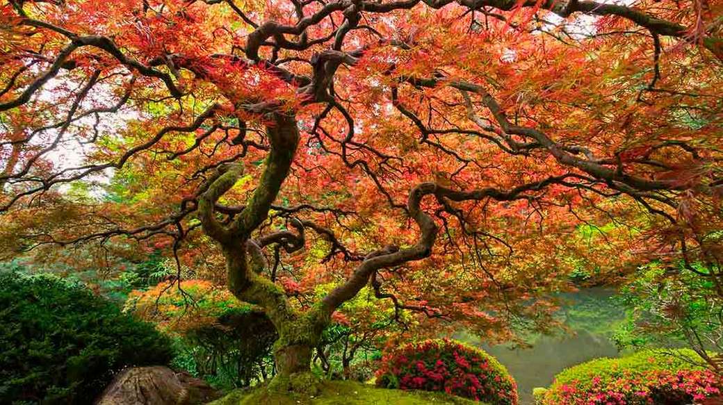 Drzewo z dużym baldachimem liści puzzle online
