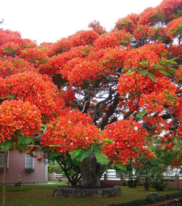 Drzewo czerwonego płomienia w Brazylii puzzle online