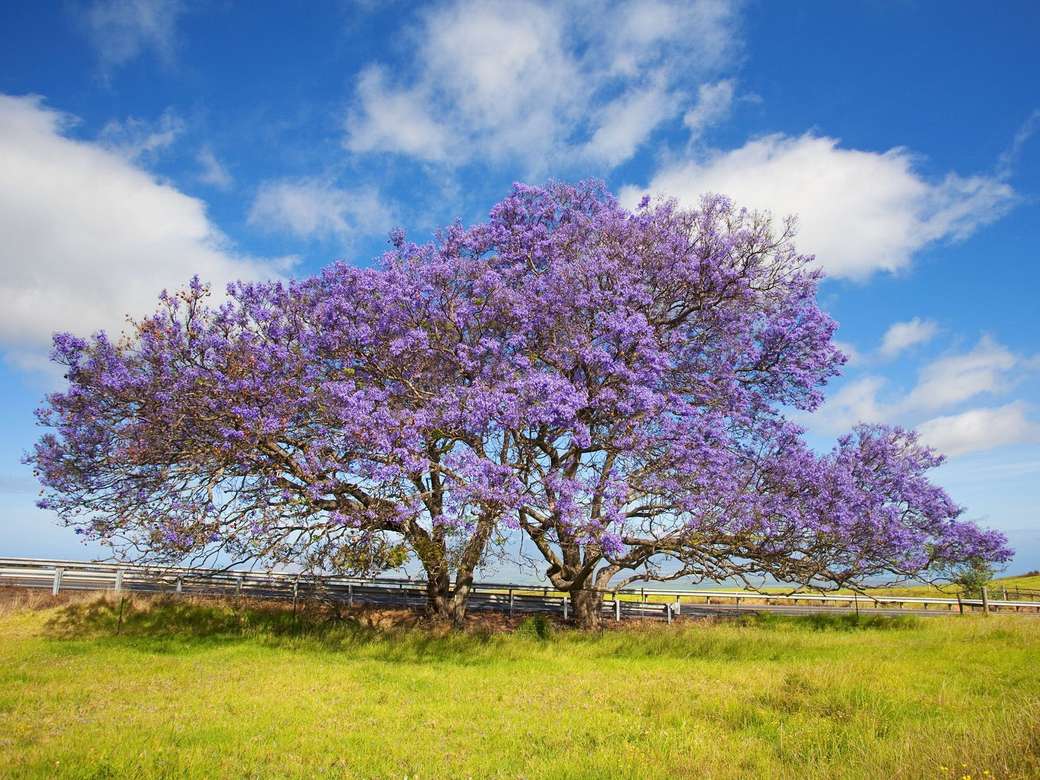 Dwa drzewa jacaranda na Hawajach puzzle online