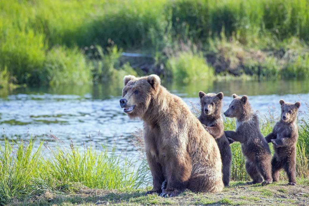 Rodzina niedźwiedzi w ruchu nad rzeką puzzle online
