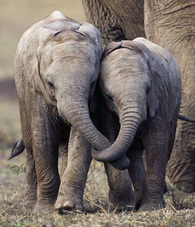 Miłość słonia puzzle online