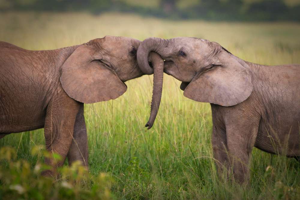 Miłość słonia puzzle online