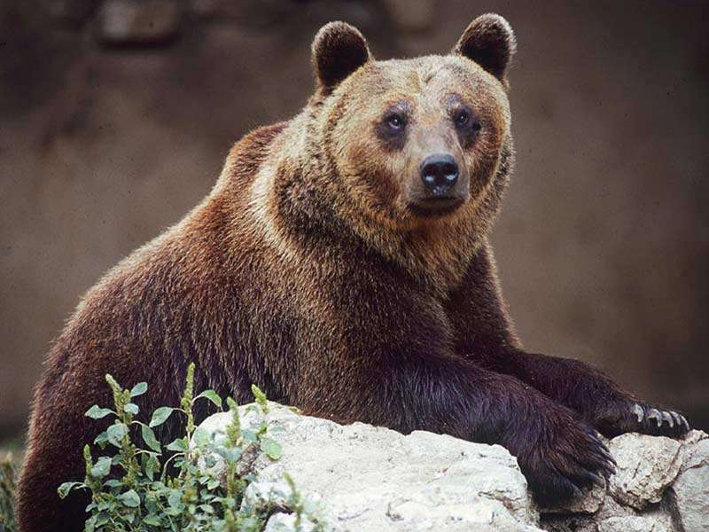 Niedźwiedź w Abruzji we Włoszech puzzle online