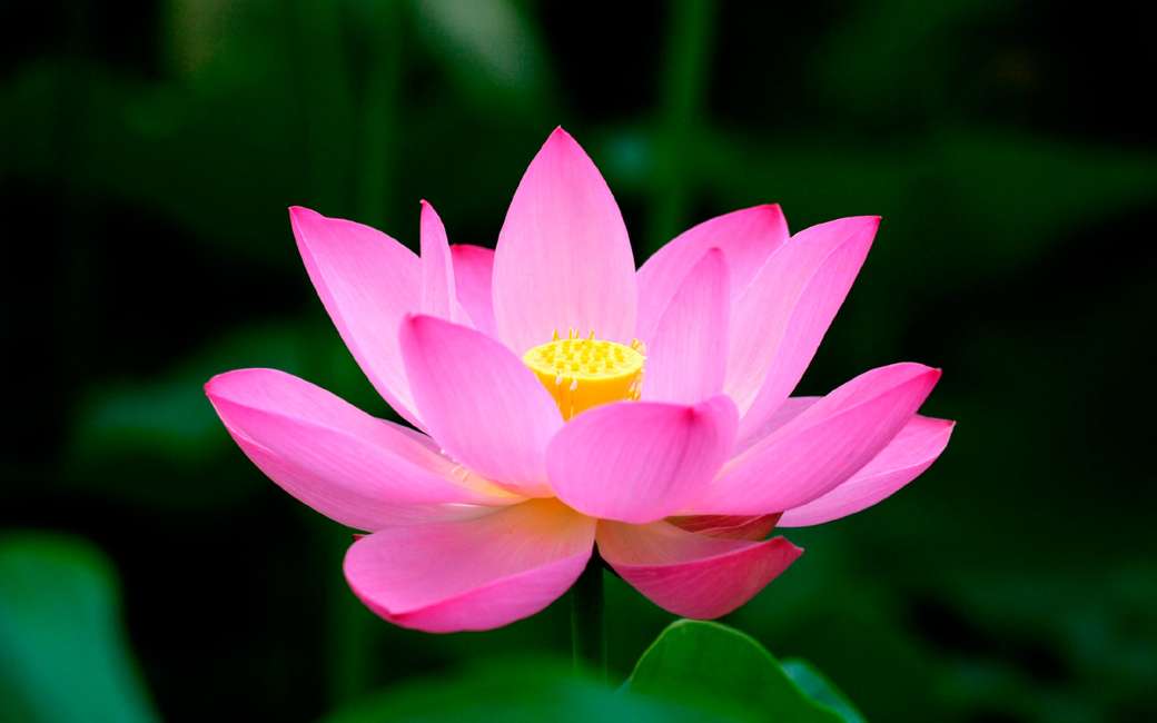 kwiat lotosu puzzle online