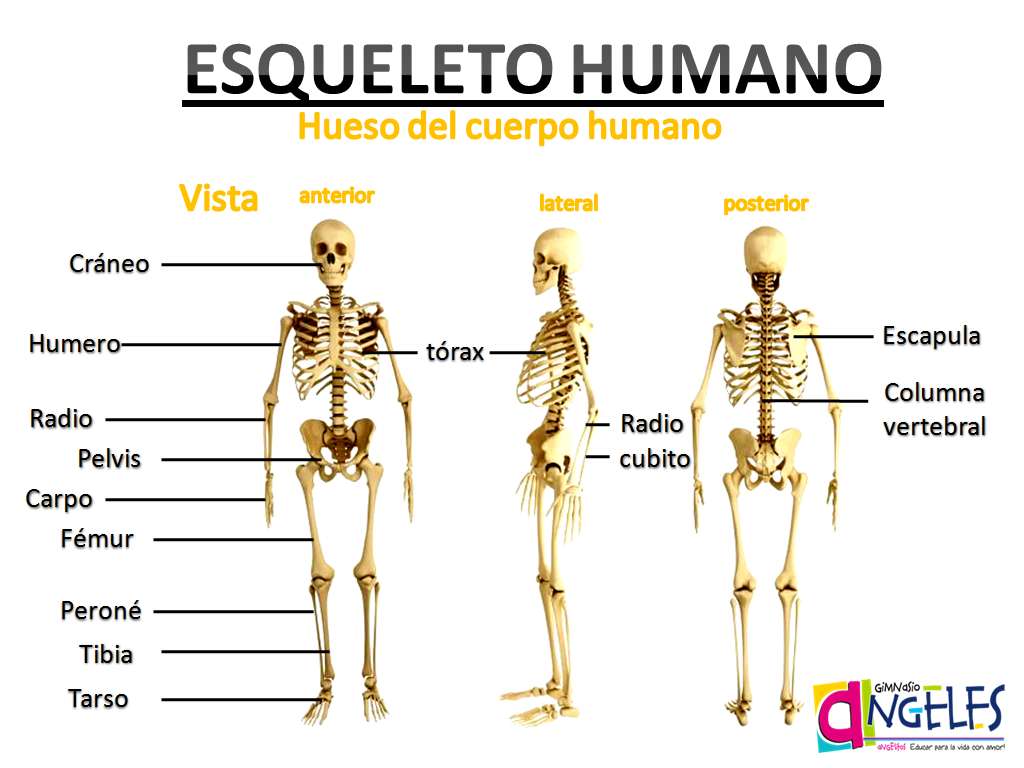 Szkielet człowieka puzzle online