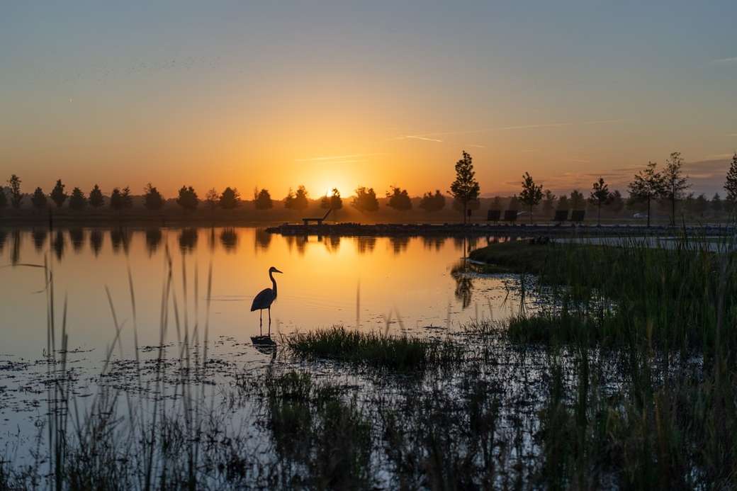 sylwetka ptaka żurawia stojącego na akwenie podczas zachodu słońca puzzle online