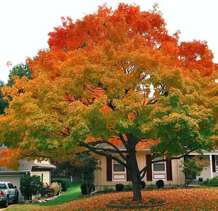 Drzewo pełne kolorów puzzle online