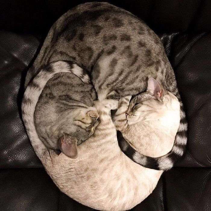 Dwa koty puzzle online