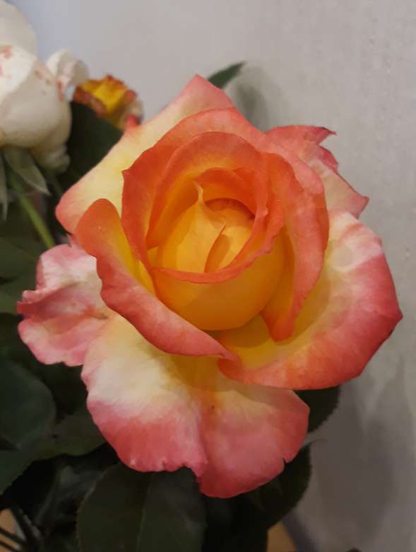 Róża z mojego ogrodu puzzle online