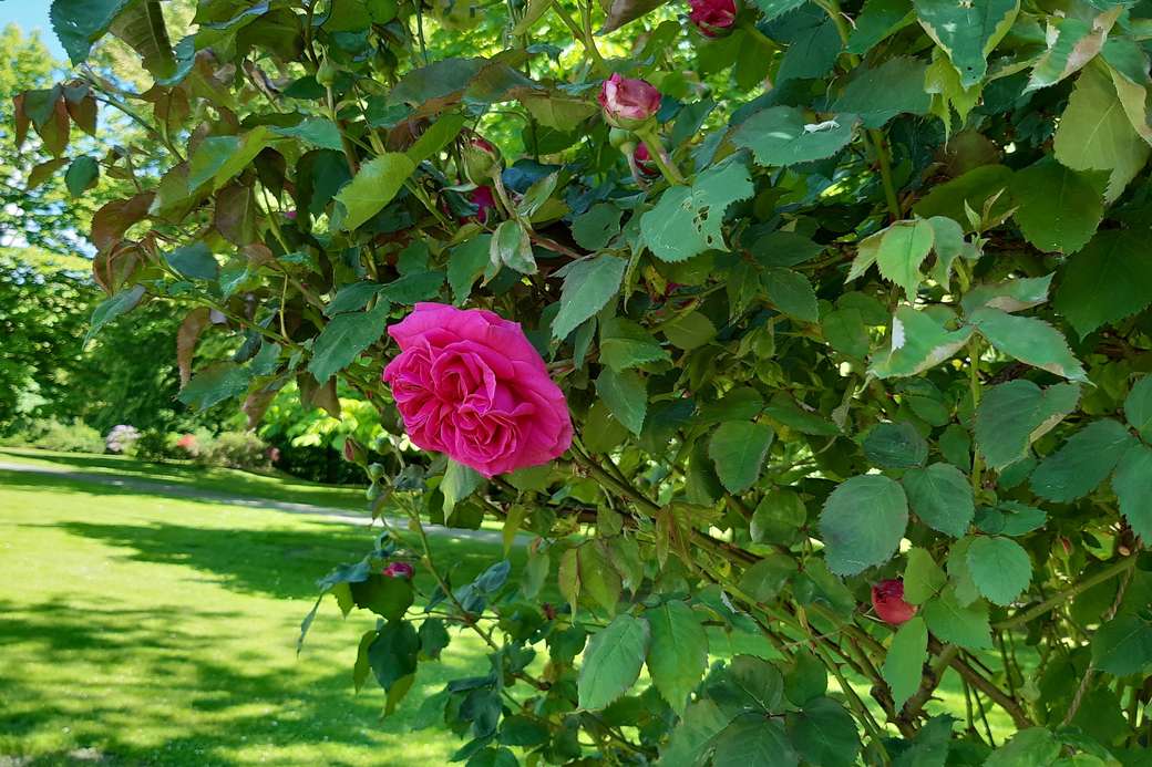 krzak z kwiatem róży puzzle online