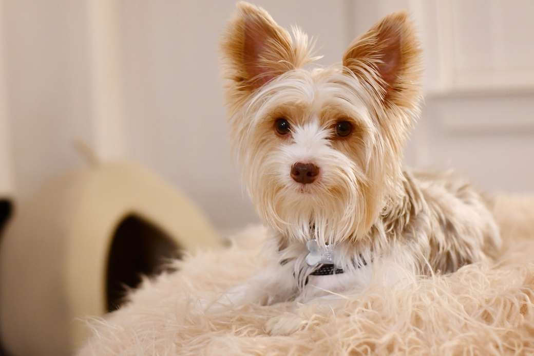 biało-brązowa długa szata dla małego psa puzzle online