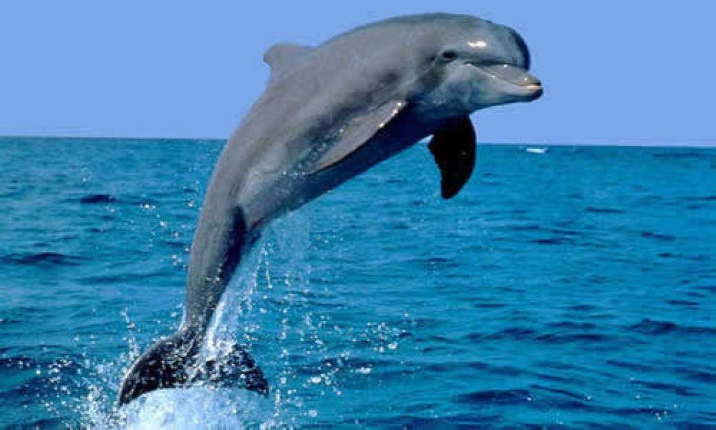 Delfin nad wodą puzzle online
