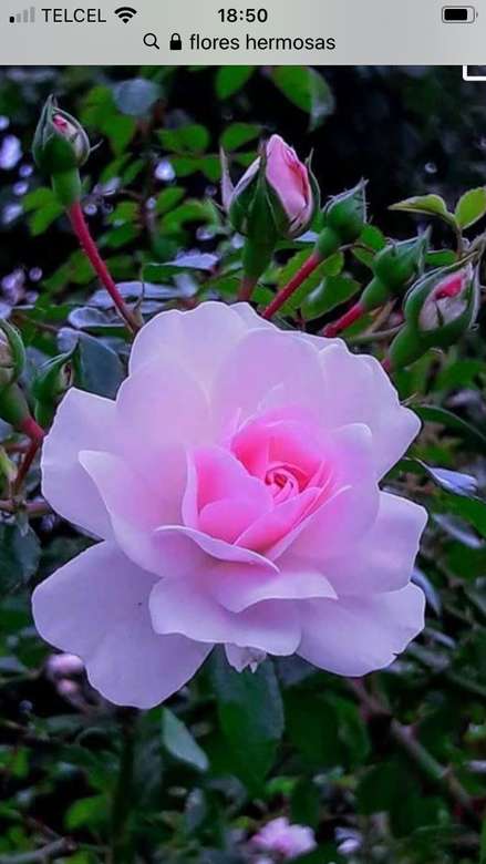 Piękne różowe kwiaty puzzle online