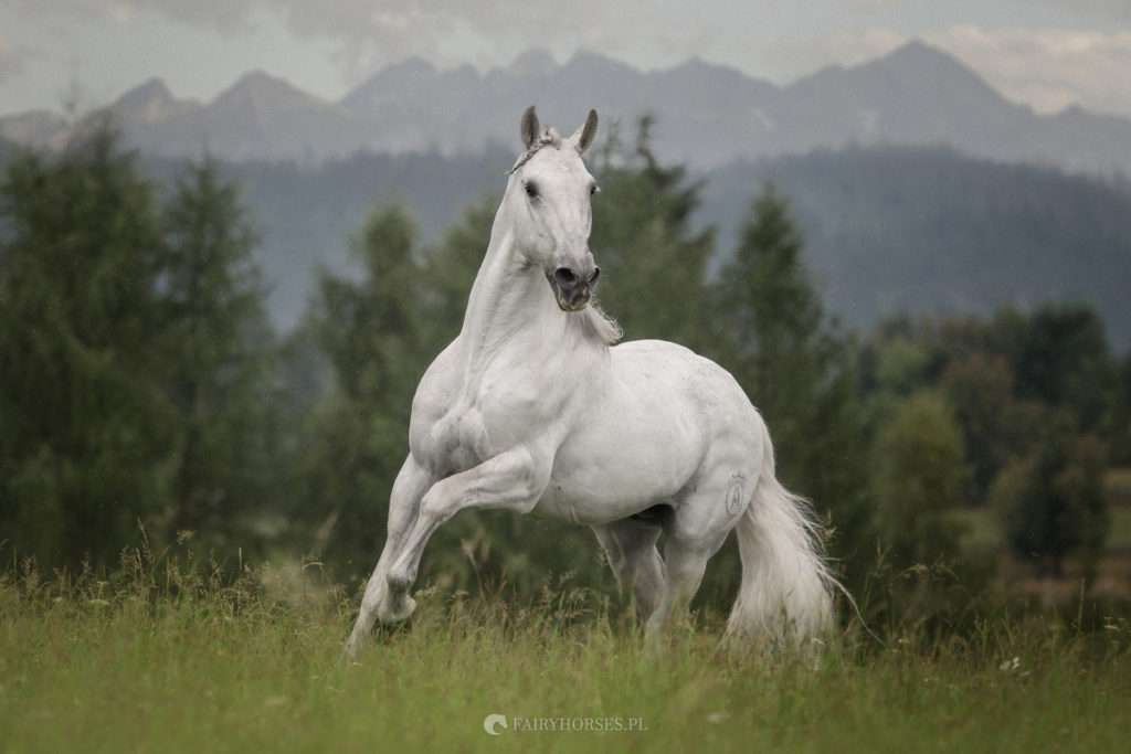 Biały  koń puzzle online