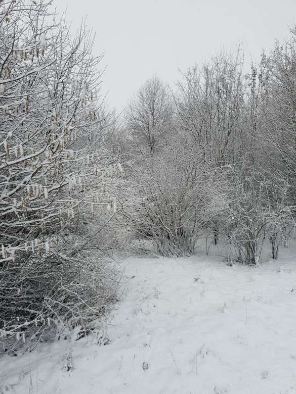 Zima w lesie koło Kolonii puzzle online