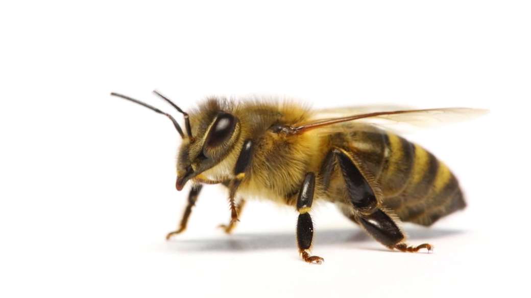Pszczoła (owad) puzzle online