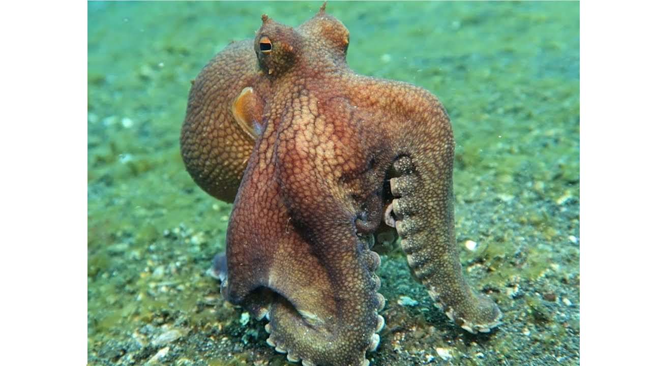THE OCTOPUS puzzle