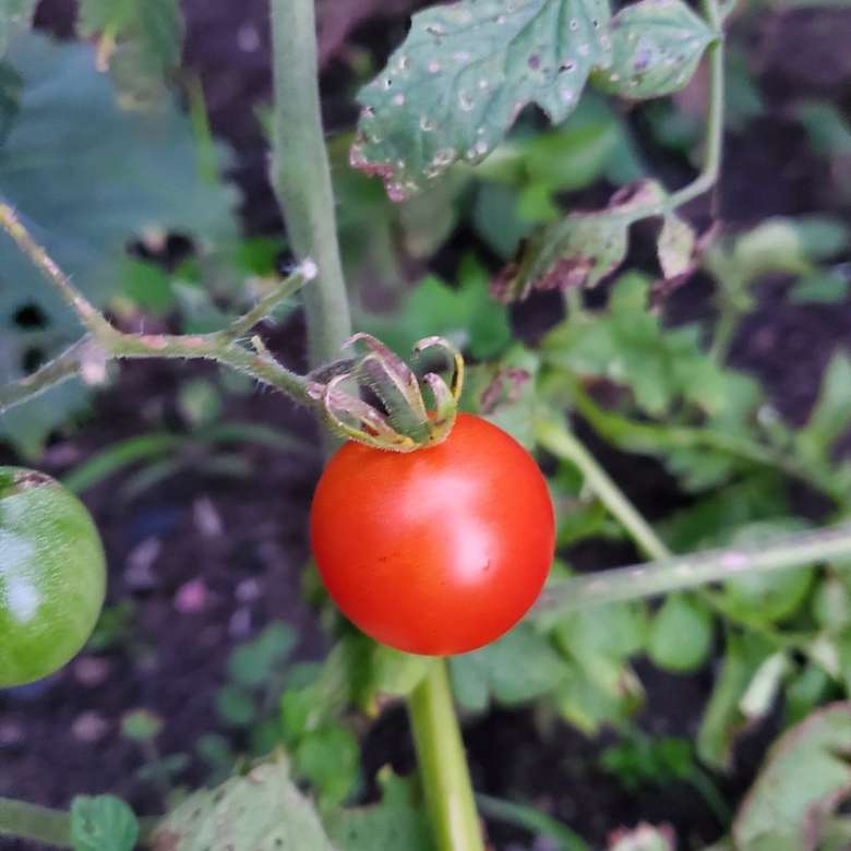 pierwszy własny pomidorek puzzle online
