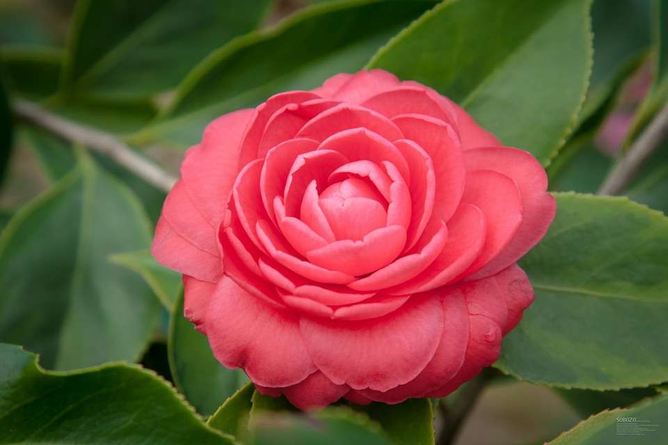 kamelia różowy kwiat puzzle online