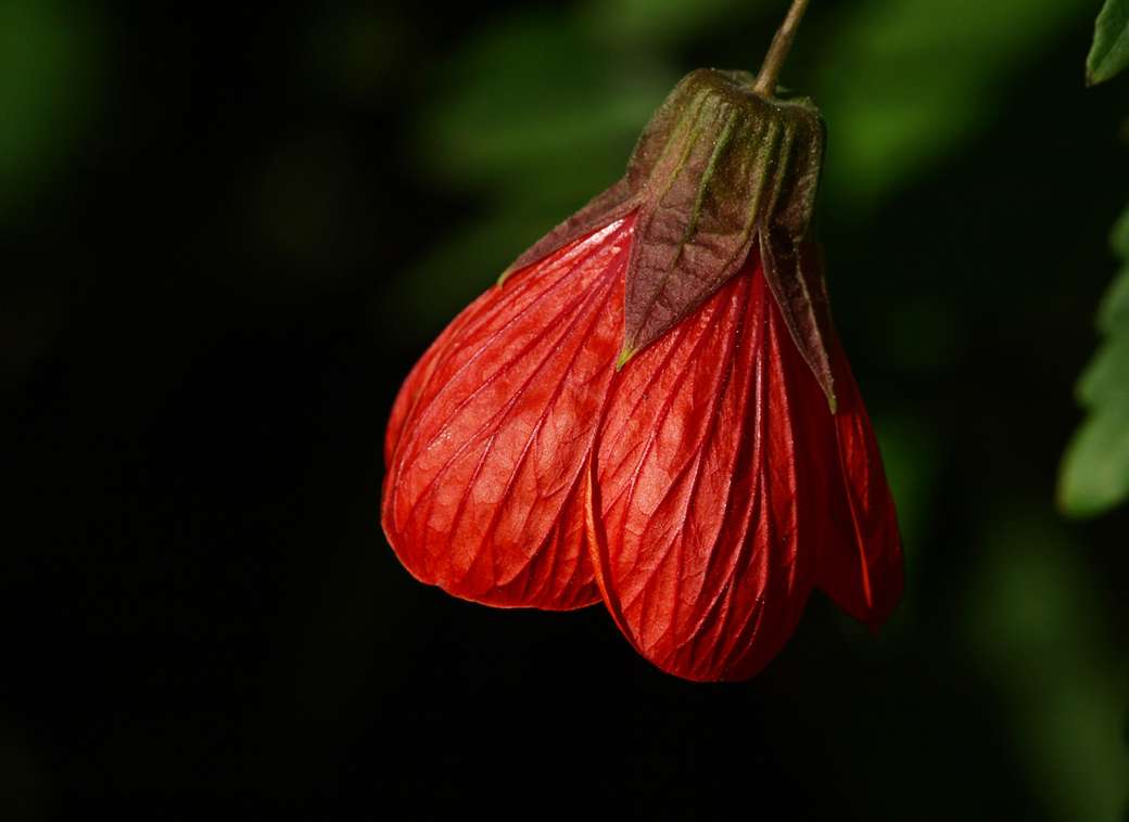 dzwonek czerwony kwiat puzzle online