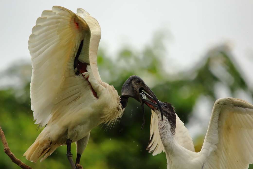 Matka karmiąca dziecko - ibis biały puzzle online