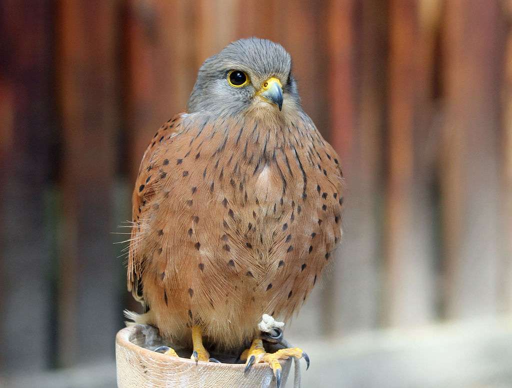 Pustułka skalna[2] (Falco tinnunculus rupicolus) – puzzle