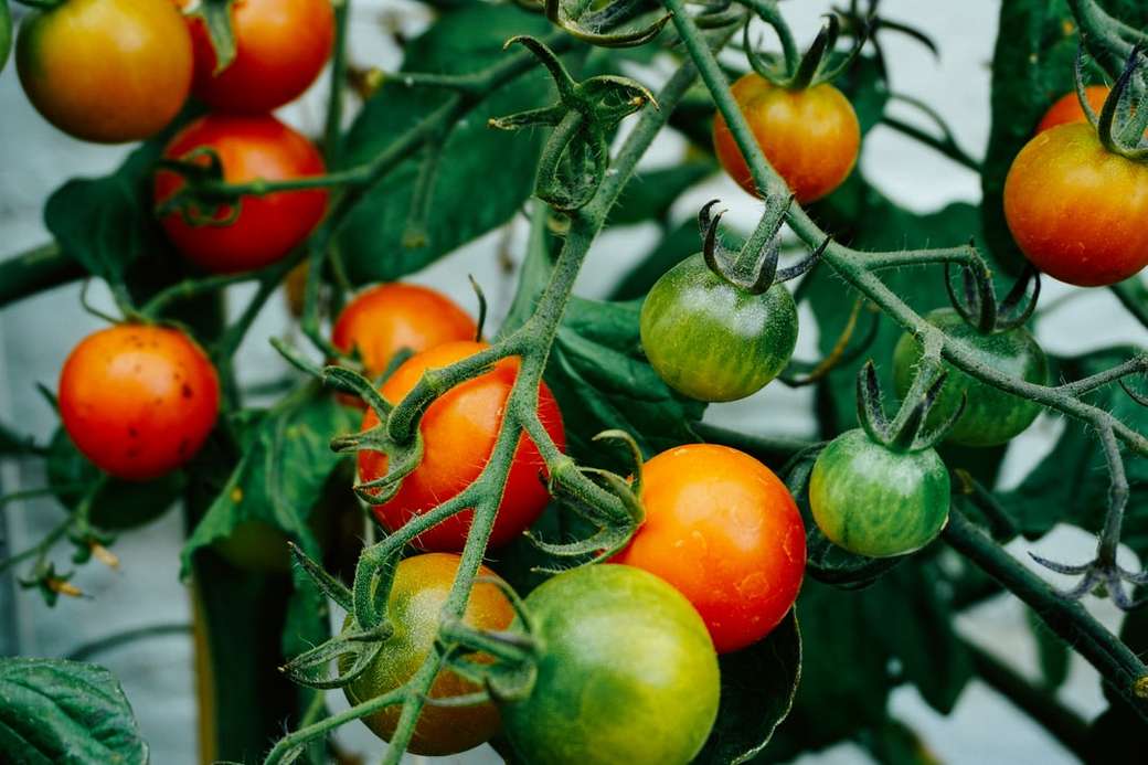 Pomidory na winorośli puzzle online