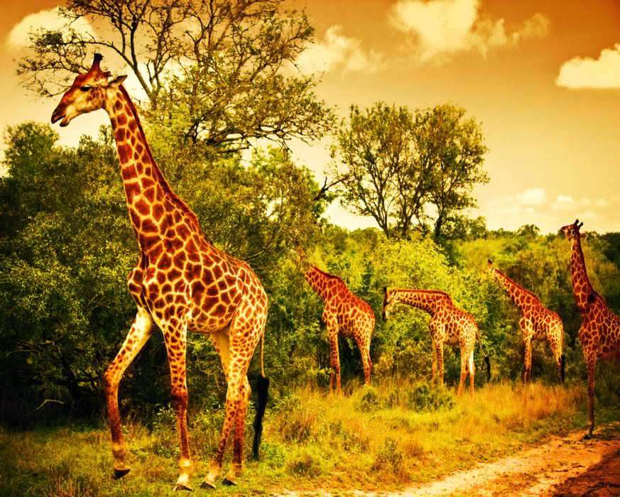 Žirafy ... online puzzle