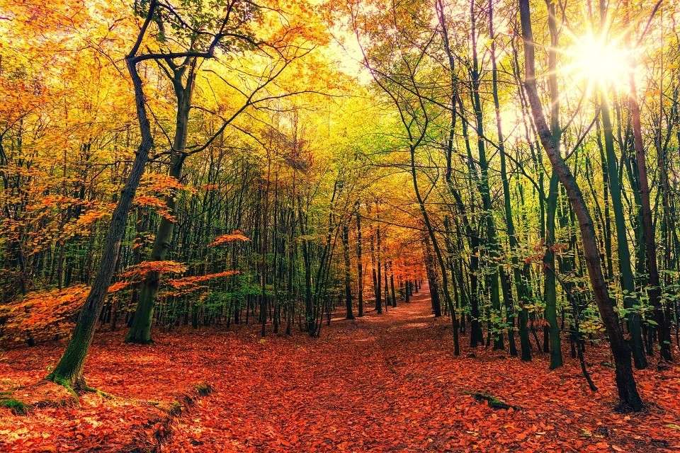 kolorowa jesień w lesie puzzle online