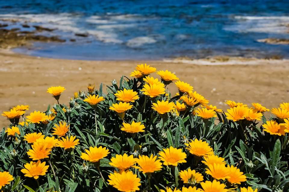 kwiaty na plaży portugalskiej puzzle online