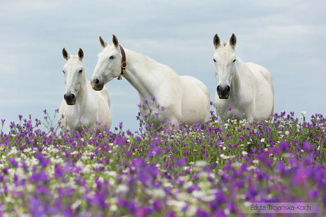 konie na łące kwiatowej puzzle online