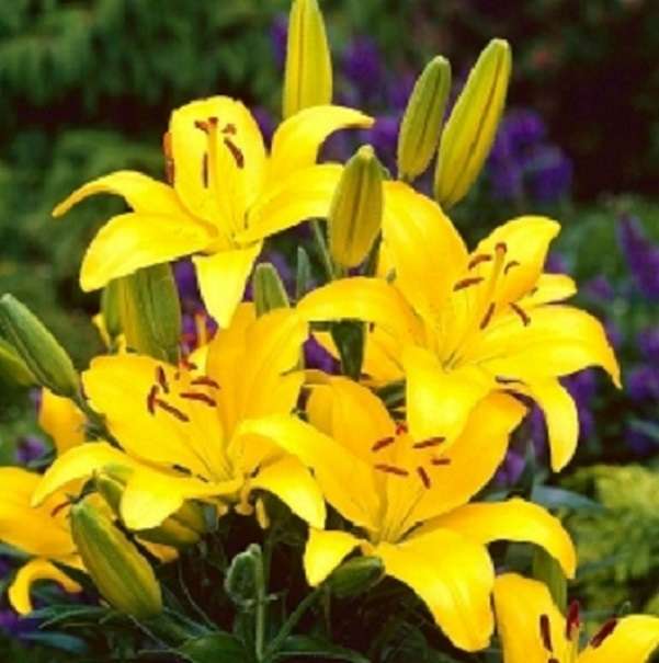 Żółta lilia . puzzle online