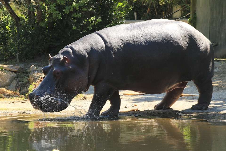 hipopotam karłowaty puzzle online