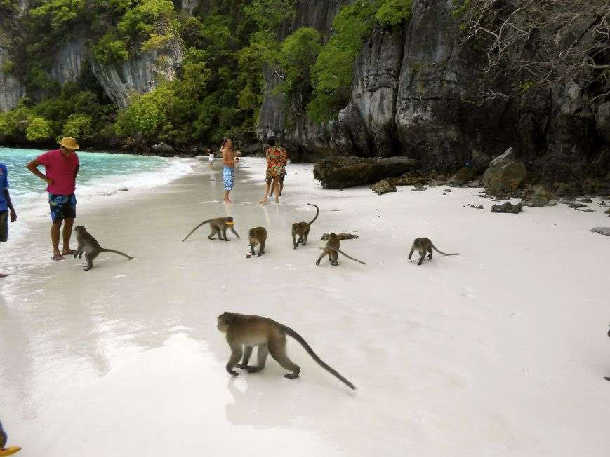 małpki na plaży puzzle online