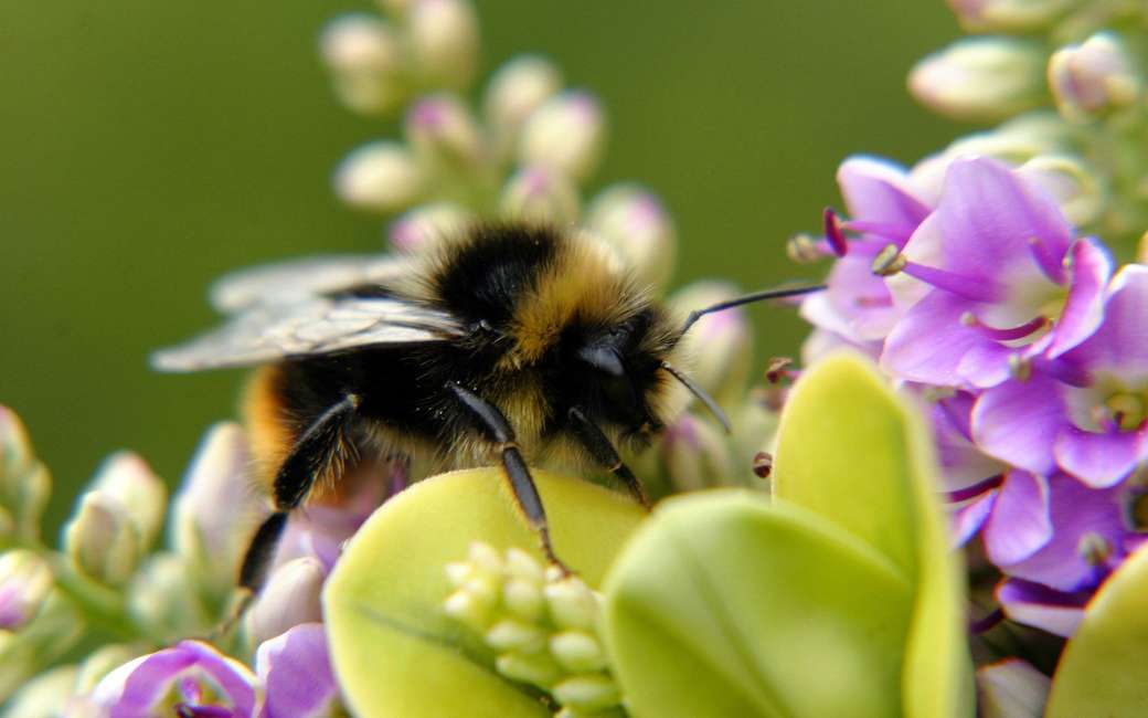 Pszczoła miodna puzzle online