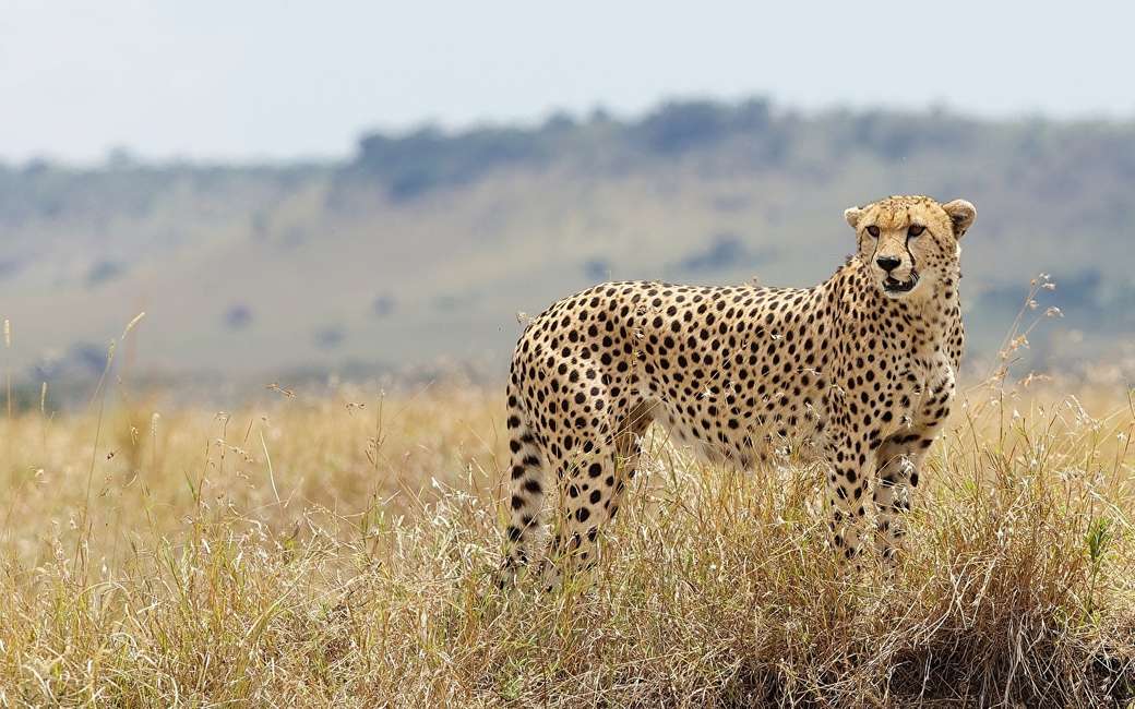 Gepard w Afryce puzzle online