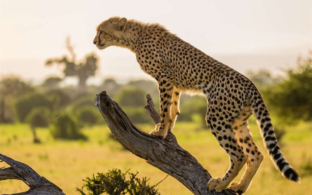 Oglądanie gepardów puzzle online