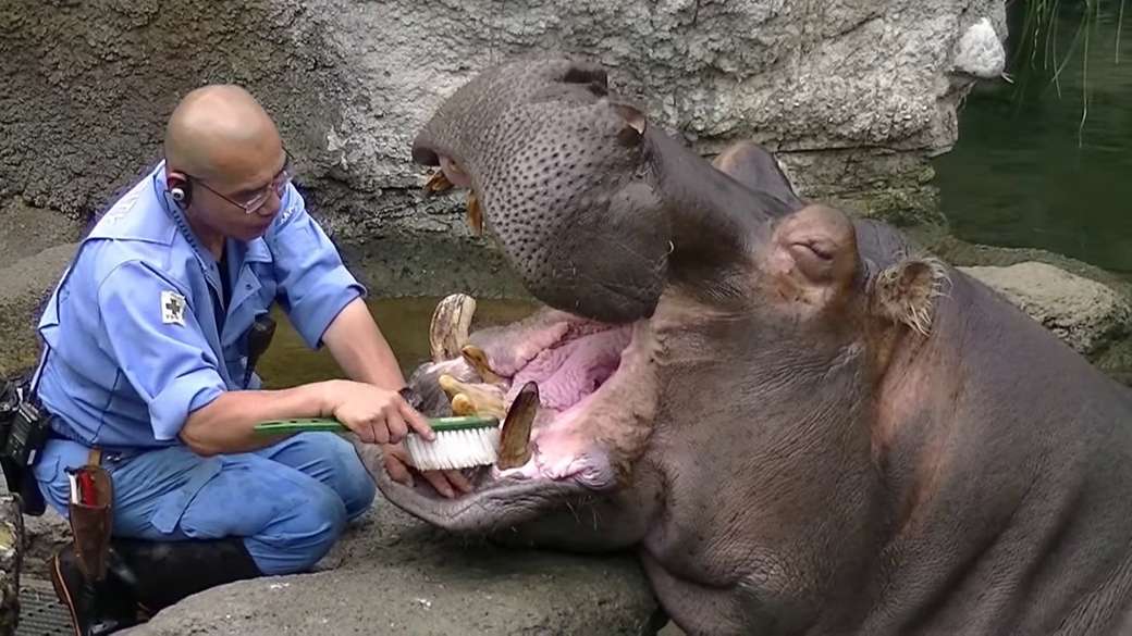 mycie zębów hipopotamowi puzzle online