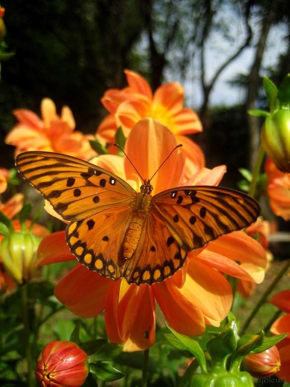 motylek na kwiatku puzzle online