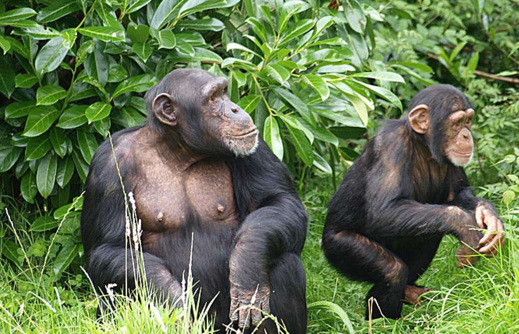 małpki w zaroślach puzzle online