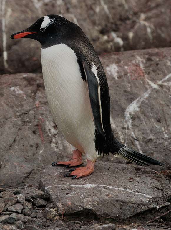 Pingwin białobrewy puzzle online
