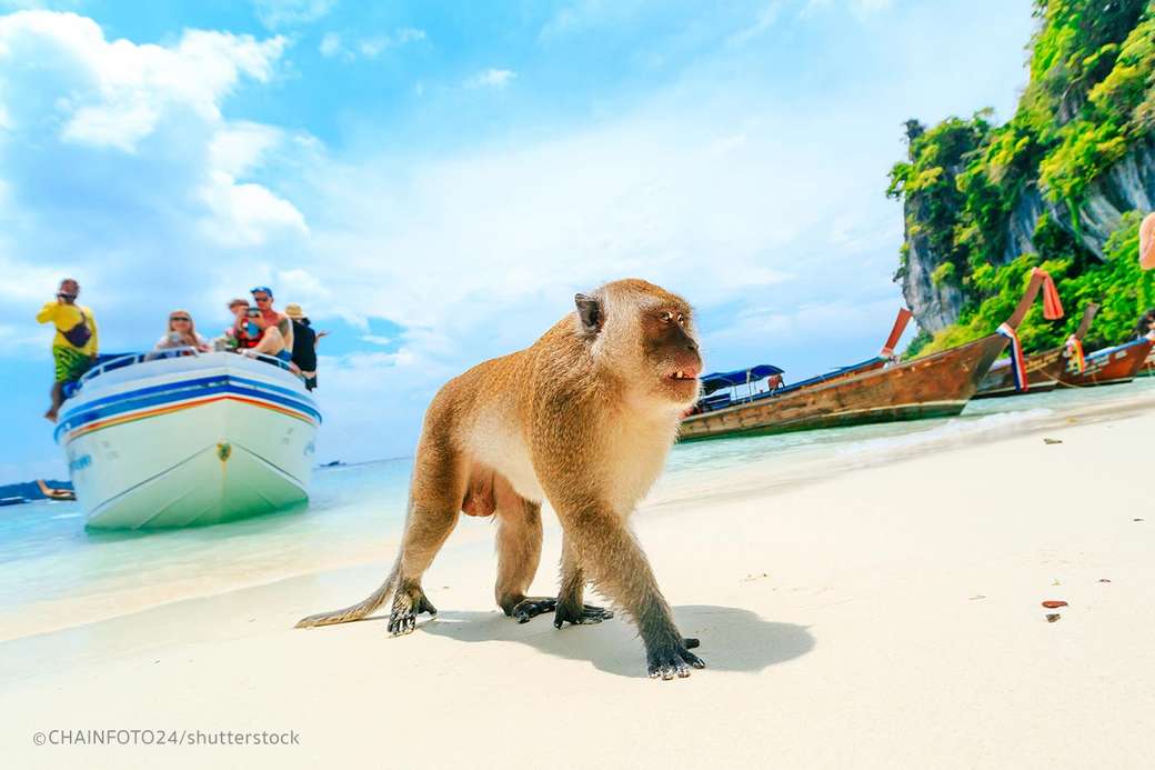 małpa na wyspie phi phi puzzle online