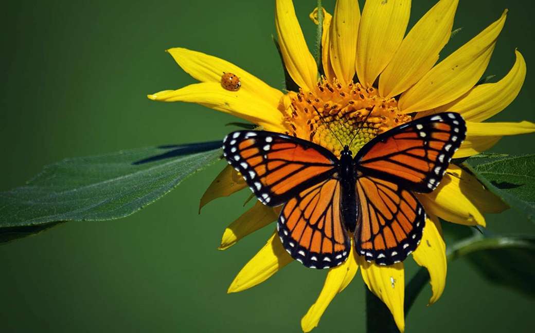 motyl na kwiatku puzzle online
