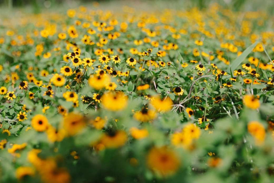 gelbes Sonnenblumenpflanzengrundstück Puzzle