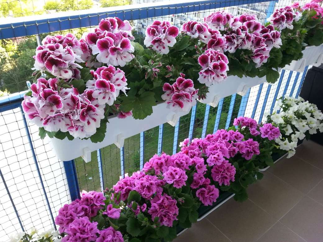 kwiaty w doniczkach na balkonie puzzle online